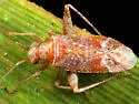 Phytocoris pinicola - photo 2