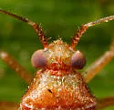 Phytocoris pinicola - photo 3