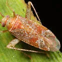 Phytocoris pinicola - photo 4