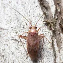 Phytocoris pinicola - photo 5
