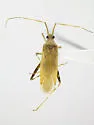 Phytocoris planituberis - Phytocoris planituberis