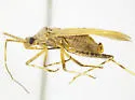 Phytocoris planituberis - photo 2