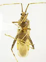 Phytocoris planituberis - photo 3