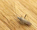 Phytocoris planituberis - photo 4