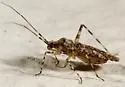 Phytocoris plenus - photo 2