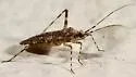 Phytocoris plenus - photo 3