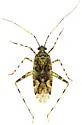 Phytocoris plenus - photo 4