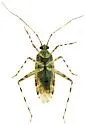 Phytocoris plenus - photo 5
