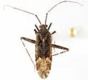 Phytocoris praealtus - Phytocoris praealtus