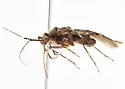 Phytocoris praealtus - photo 2