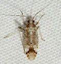 Phytocoris pseudonymus