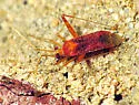 Phytocoris puella - Phytocoris puella