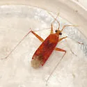 Phytocoris puella - photo 2
