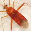 Phytocoris puella - photo 3
