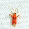 Phytocoris puella - photo 4