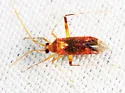 Phytocoris puella - photo 5