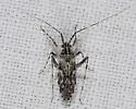 Phytocoris pulchricollis