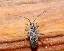 Phytocoris pulchricollis - photo 3