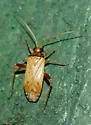 Phytocoris ramosus - photo 2