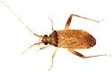 Phytocoris ramosus - photo 3