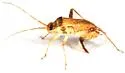 Phytocoris ramosus - photo 4