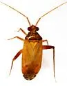 Phytocoris ramosus - photo 5