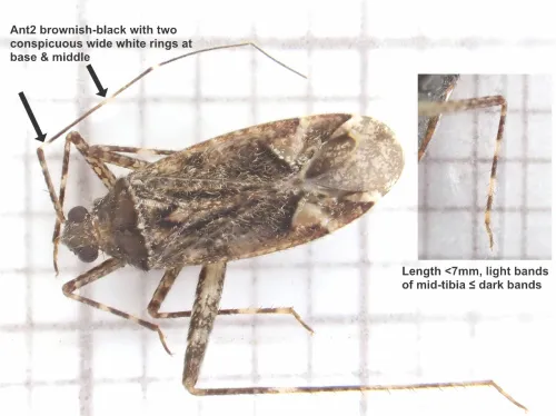 Phytocoris reuteri - photo 2