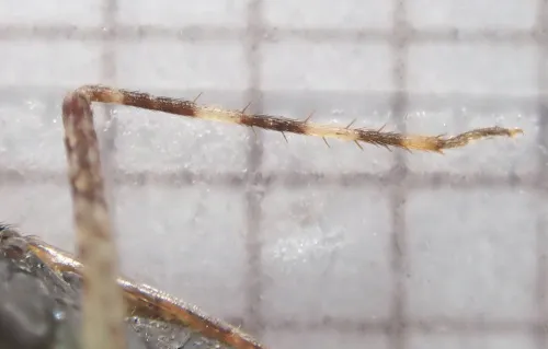 Phytocoris reuteri - photo 3