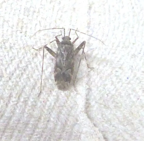 Phytocoris reuteri - photo 4