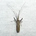 Phytocoris rileyi - Phytocoris rileyi