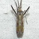 Phytocoris rileyi - photo 2