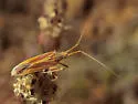 Phytocoris roseipennis - photo 2