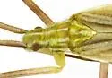 Phytocoris roseipennis - photo 3