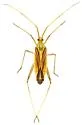 Phytocoris roseipennis - photo 4