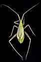 Phytocoris roseipennis - photo 5