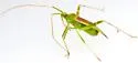 Phytocoris roseotinctus - photo 2