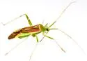 Phytocoris roseotinctus - photo 3