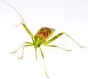 Phytocoris roseotinctus - photo 4