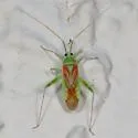 Phytocoris roseotinctus - photo 5