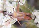Phytocoris roseus - Phytocoris roseus