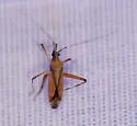 Phytocoris roseus - photo 2