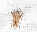 Phytocoris roseus - photo 3