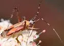 Phytocoris roseus - photo 4