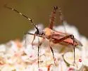 Phytocoris roseus - photo 5