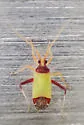 Phytocoris rubroornatus - photo 2