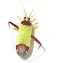 Phytocoris rubroornatus - photo 3
