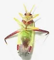 Phytocoris rubroornatus - photo 4