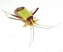 Phytocoris rubroornatus - photo 5