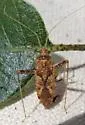 Phytocoris rufoscriptus - Phytocoris rufoscriptus