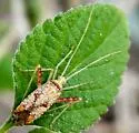 Phytocoris rufoscriptus - photo 2